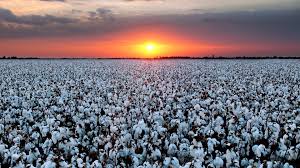 cotton field - Cherokee