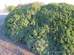 Image result for Schinus