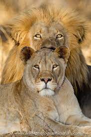 I Have Papa S Eyes The Lion Tribe Of Judah Animals Wild Lion Couple Lion Pictures