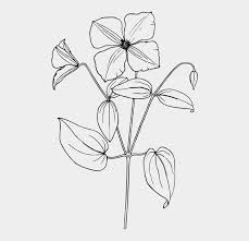 Arabian Jasmine Drawing Line Art Flower Coloring Book Sampaguita Flower Drawing Easy Cliparts Cartoons Jing Fm See more ideas about sampaguita, flowers, jasmine flower. arabian jasmine drawing line art flower