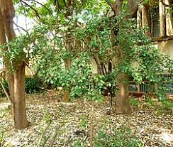 Image result for Eugenia capensis