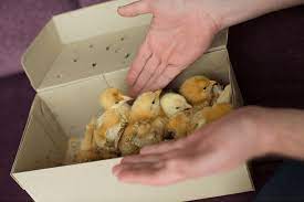 Does meyer hatchery offer free shipping? Cackle Hatchery What You Should Know Before Buying The Happy Chicken Coop