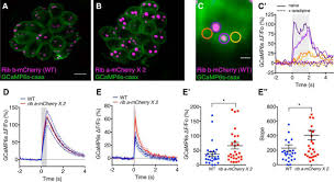 Translation, interpretation, modifications, accommodations, alternative formats. Figure 6 Enlargement Of Ribbons In Zebrafish Hair Cells Increases Calcium Currents But Disrupts Afferent Spontaneous Activity And Timing Of Stimulus Onset Journal Of Neuroscience