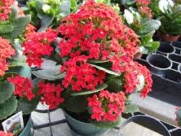 Kalanchoe Plant Easy To Grow Succulent Flowers From Late Fall To Winter Other Varieties Have Pink And Cream Flowers Indoor Plants Indoor Plants