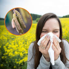 Mit dem pollenflugkalender können sich allergiker grob orientieren, wann welche pollen fliegen. Heuschnupfen Mildes Wetter Sorgt Fur Pollenflug Tipps Fur Allergiker Service