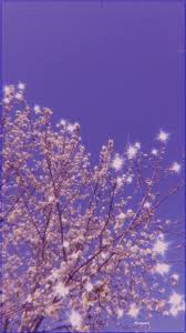 Find & download free graphic resources for purple background. Light Purple Background Tumblr