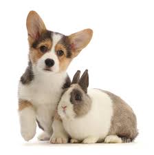 Netherland dwarf rabbit breed history/origin while some domestic rabbits have their origin by pure chance, netherland dwarf rabbits were purposefully engineered. Pembrokeshire Corgi Puppy And Netherland Dwarf Rabbit Photograph By Warren Photographic