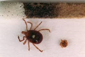 Image result for Rickettsiae