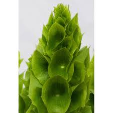 Image result for Moluccella