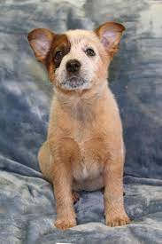 Adopt Cola On Petfinder Red Heeler Dog Australian Cattle Dog Red Heeler Puppies