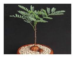 Image result for Elephantorrhiza burkei
