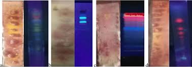 Image result for Dicerocaryum senecioides