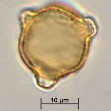 Image result for Sonneratiaceae