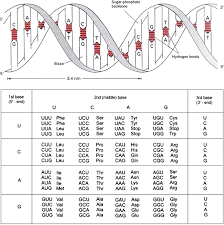 Genetics may be the biomolecule in which operates because instruction manual for _ in addition to _. The Riddle Of Life A Biologist S Critical View Springerlink