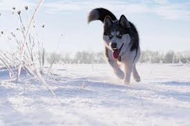 However, there are a few other factors that can help keep your goldendoodle calm and happy. Will My Husky Calm Down