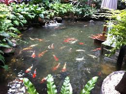 This entry was posted on november 2, 2008 at 9:36 am and is filed under uncategorized. I Am A Big Fan Of Koi For Looking At Not Eating And The Koi Pond Does Not Disappoint Picture Of Madison Bangkok Tripadvisor