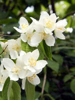 Check spelling or type a new query. Mock Orange For Sale Treetime Ca