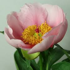 Maker of eskimo pie ice cream will retire 'inappropriate' name. Peonies Lilies And More Piet Koopman Arjan Poland