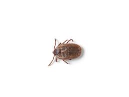 Brown Dog Ticks Removal Treatment Prevention Of Dog Ticks