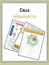Maybe you would like to learn more about one of these? Cell Facts Information Worksheet Animals Human Plants