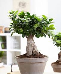 Bonsai Ficus M Ginseng Bonsai Ficus Chinesische Feige Bonsai Baum