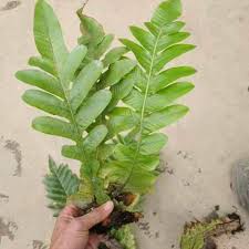 Image result for Drynaria volkensii