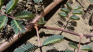 Image result for Neptunia oleracea