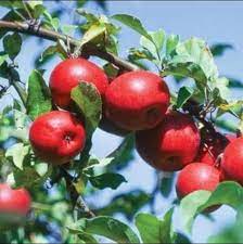 Apel merah gambar gambar gratis di pixabay download gambar gratis tentang apel merah dari pustaka pixabay lebih dari 1 300 000 gambar domain publik berupa foto ilustrasi dan vektor. Bibit Buah Apel Merah Rome Beuty Lazada Indonesia