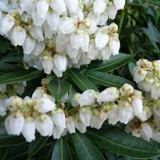 Image result for Pieris japonský debutante obrázek