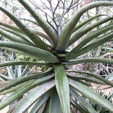 Image result for Aloe excelsa