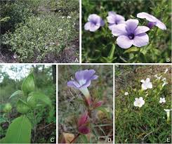 Image result for Barleria tanzaniana