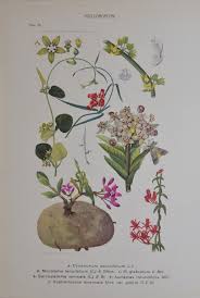 Image result for Cynanchum obtusifolium