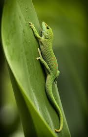 Lizards Aesthetic Reptiles Cute Reptiles Reptiles Lizard