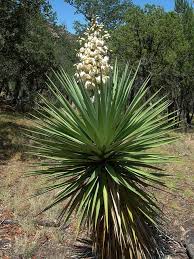 Image result for Yucca