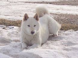 Black And Tan Shiba Inu For Sale I M Getting An All White Female Shiba Like This To Match My Black And Tan Baby Boy Shiba Inu Shiba Pets