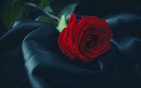 Tutte le foto sono controllate per la qualità, in modo da ottenere solo bellissimi sfondi desktop. Seta Nera Rose Rosse 4k Close Up Fiori Rossi Bokeh Rose Fiori Rossi Bokeh Rose Rosse