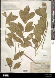 Image result for Casearia gladiiformis