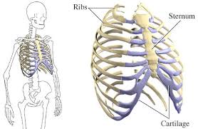 These three types can then be classified as either typical or atypical. Anatomy Thorax Ribs Article