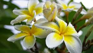 Frangipani Flower Benefits As Antibiotic Health Benefits Of Plants Plumeria Flowers Flowers Frangipani