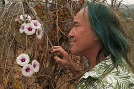 Image result for Ipomoea shirambensis