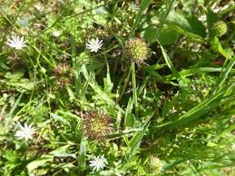 Image result for Sarcophyte piriei