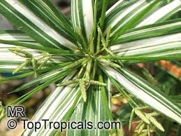 Image result for Cyperus sp. no. 1