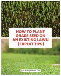 Slit seeding cuts open the turf and disrupts the surface of the soil so the seed can germinate. How To Plant Grass Seed On An Existing Lawn Expert Tips