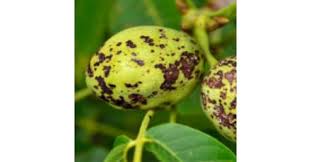 Image result for antraknóza ořešáku