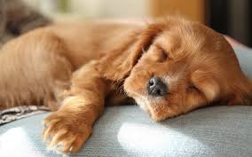 I post cute labrador pictures. Download Wallpapers Golden Retriever Sleeping Puppy Cute Brown Dog Pets Cute Puppies Dogs Labrador For Desktop Free Pictures For Desktop Free