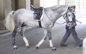 gray horse wikipedia