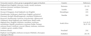 Image result for Elephantorrhiza goetzei