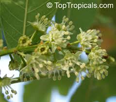 Image result for Blighia