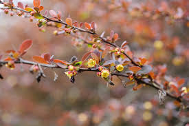 Image result for Berberis