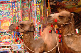 One way to honor guests invited for a meal is to roast a whole animal. Half Of Uae S Falaj Mualla Camels Choked On Plastic Bags Green Prophet